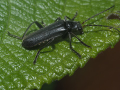 Cantharis tristis
