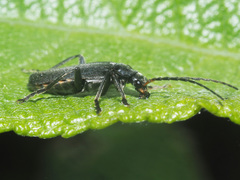 Cantharis tristis