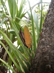 Epipremnum amplissimum