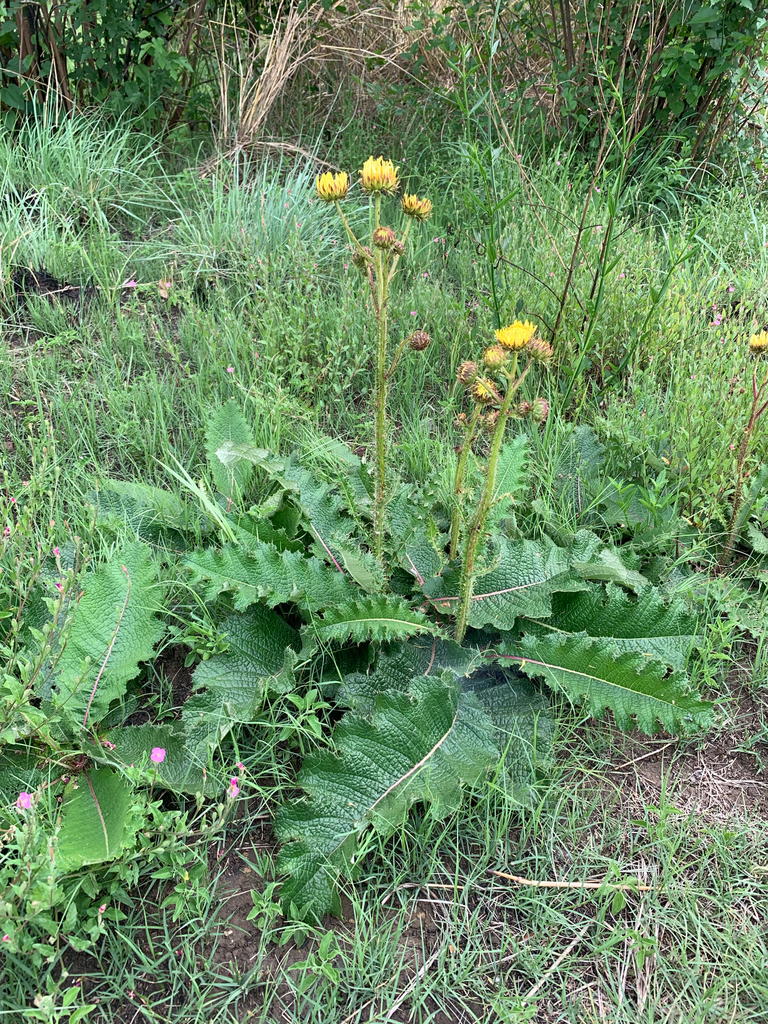 Rasp African Thistle from Pretoria, Gauteng, ZA on October 27, 2025 at ...