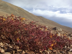 Dinemandra ericoides