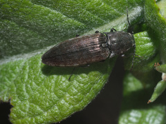 Actenicerus siaelandicus