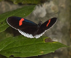 Heliconius erato