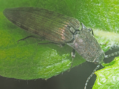 Actenicerus siaelandicus