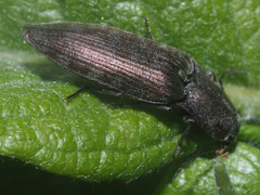 Actenicerus siaelandicus