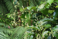 Schumacheria castaneifolia