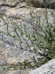 Phyllanthus incurvus