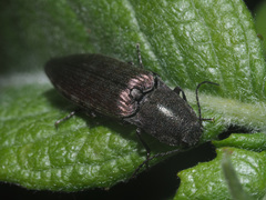Actenicerus siaelandicus