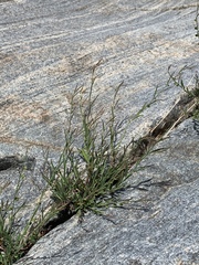 Phyllanthus incurvus