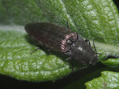 Actenicerus siaelandicus