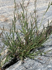 Phyllanthus incurvus