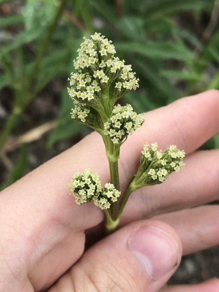 tobacco root plant edible valerian (Valeriana edulis) · iNaturalist