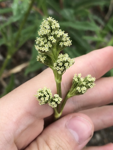 Valeriana edulis