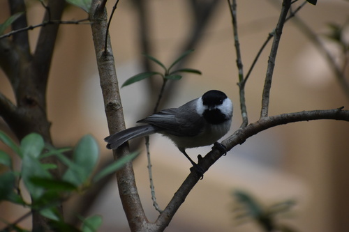 Poecile carolinensis image