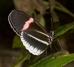 Heliconius erato