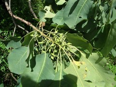 Terminalia ferdinandiana
