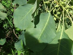 Terminalia ferdinandiana