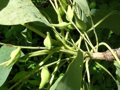 Terminalia ferdinandiana