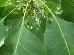 Terminalia ferdinandiana