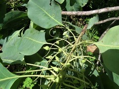 Terminalia ferdinandiana