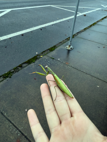 European Mantis