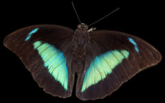 Archaeoprepona demophon