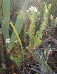 Agathosma planifolia