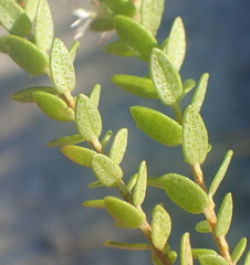 Agathosma planifolia