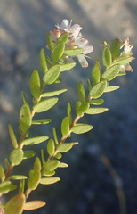 Agathosma planifolia