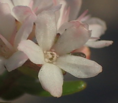 Agathosma planifolia