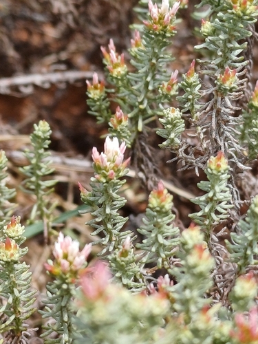 Rough Everlasting (Helichrysum asperum)