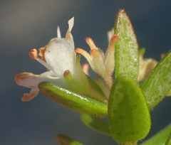 Agathosma planifolia