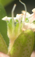 Agathosma planifolia