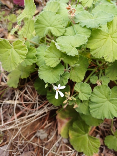 Apple Geranium (Pelargonium odoratissimum)