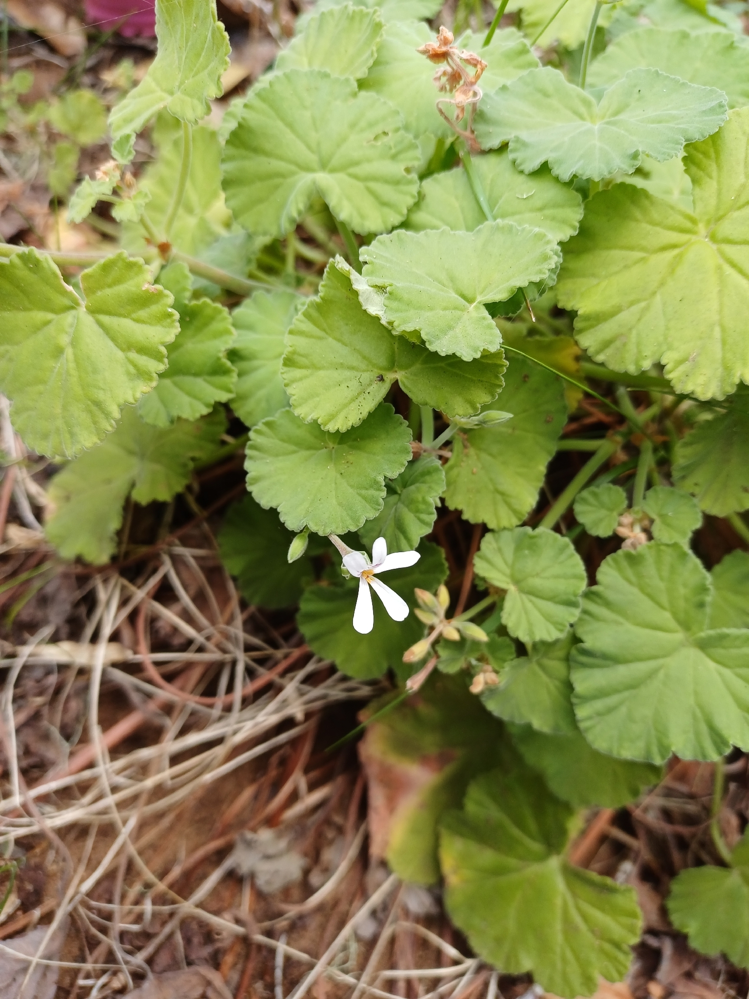 Apple Geranium (Pelargonium odoratissimum)