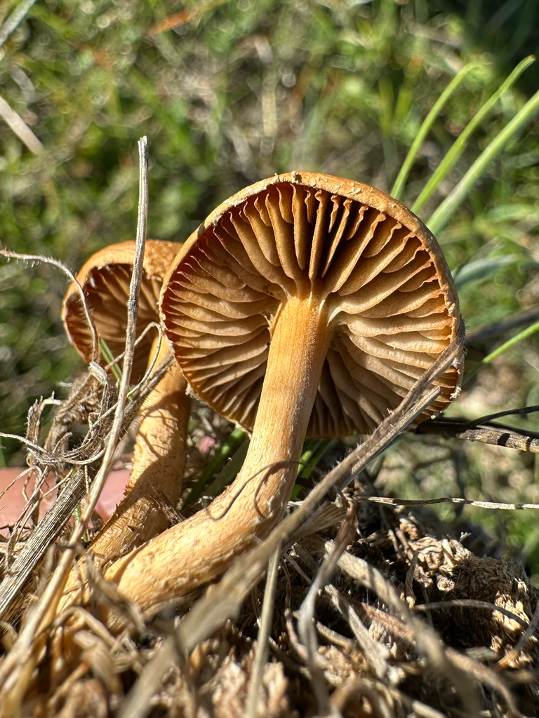 Agrocybe pediades · November 2025 · photo: © kcelshoff (iNaturalist, cc-by)