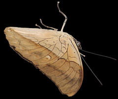 Archaeoprepona demophon