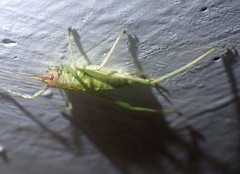 Meconema meridionale