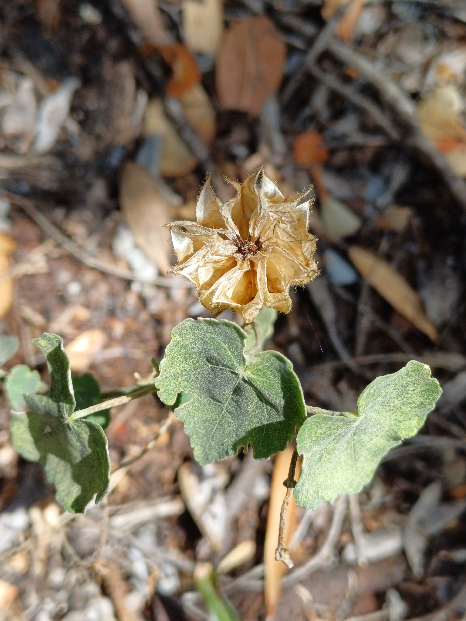 Butter And Cheese (Abutilon sonneratianum)