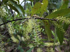 Helicia australasica
