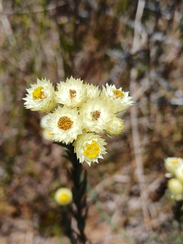 Limestone Chafflower (Achyranthemum mucronatum)