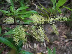 Helicia australasica