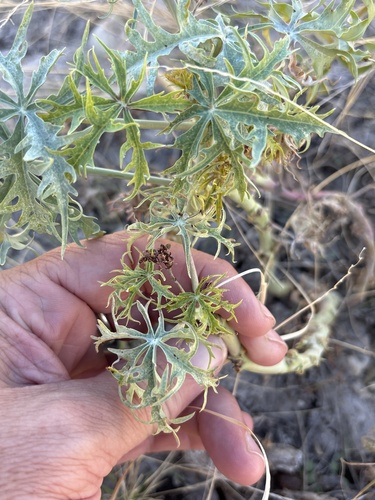 Jatropha cathartica, photograph 4