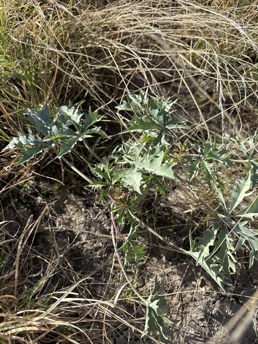 Jatropha cathartica, photograph 5