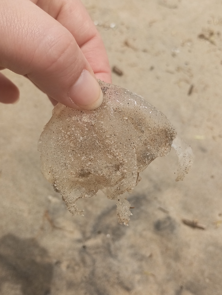 Four-handed Box Jelly