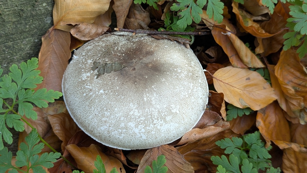 Agaricus moelleri