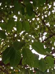 Neolamarckia cadamba