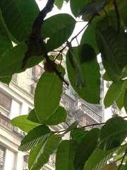 Neolamarckia cadamba