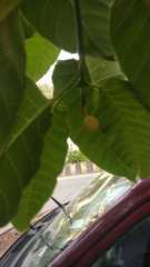 Neolamarckia cadamba