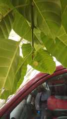 Neolamarckia cadamba